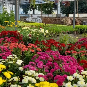 fresh wholesale chrysanthemum flowers