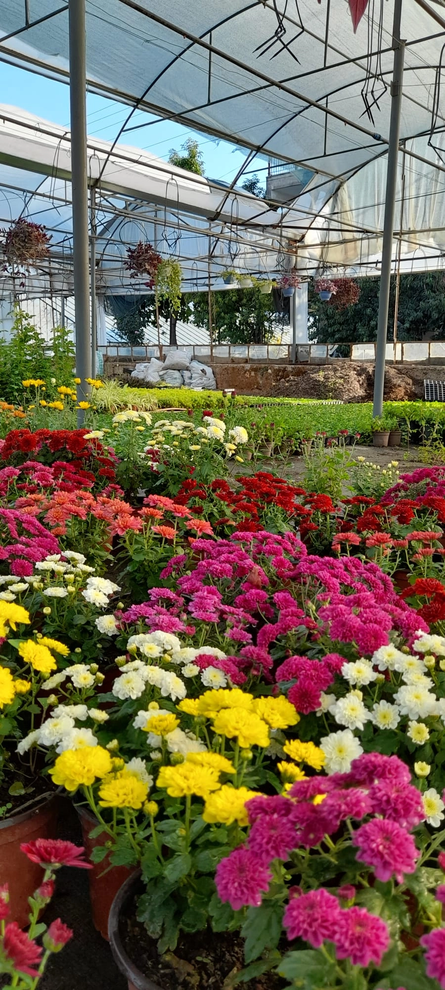 fresh wholesale chrysanthemum flowers