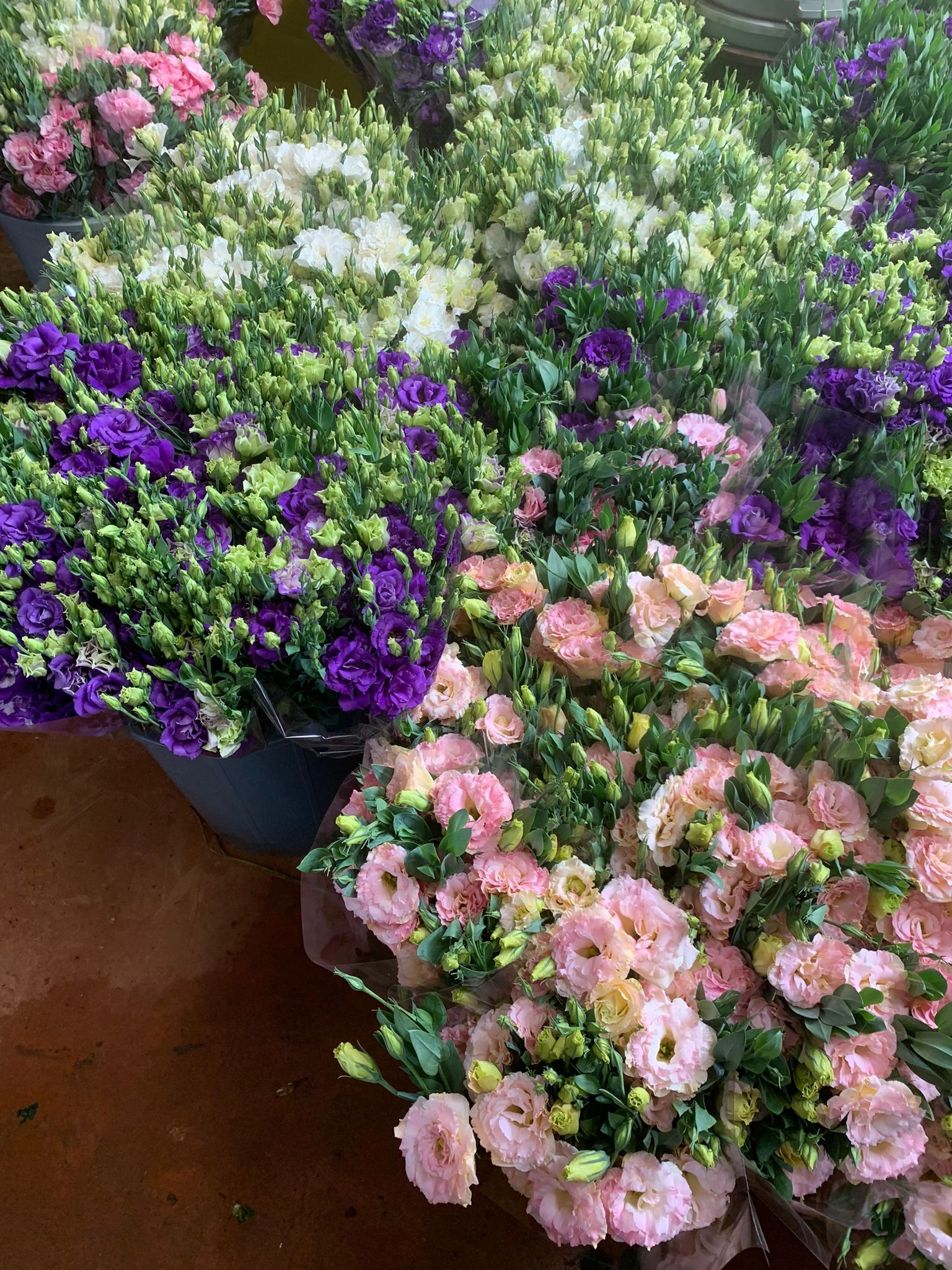 lisianthus flowers wholesale order from turkey