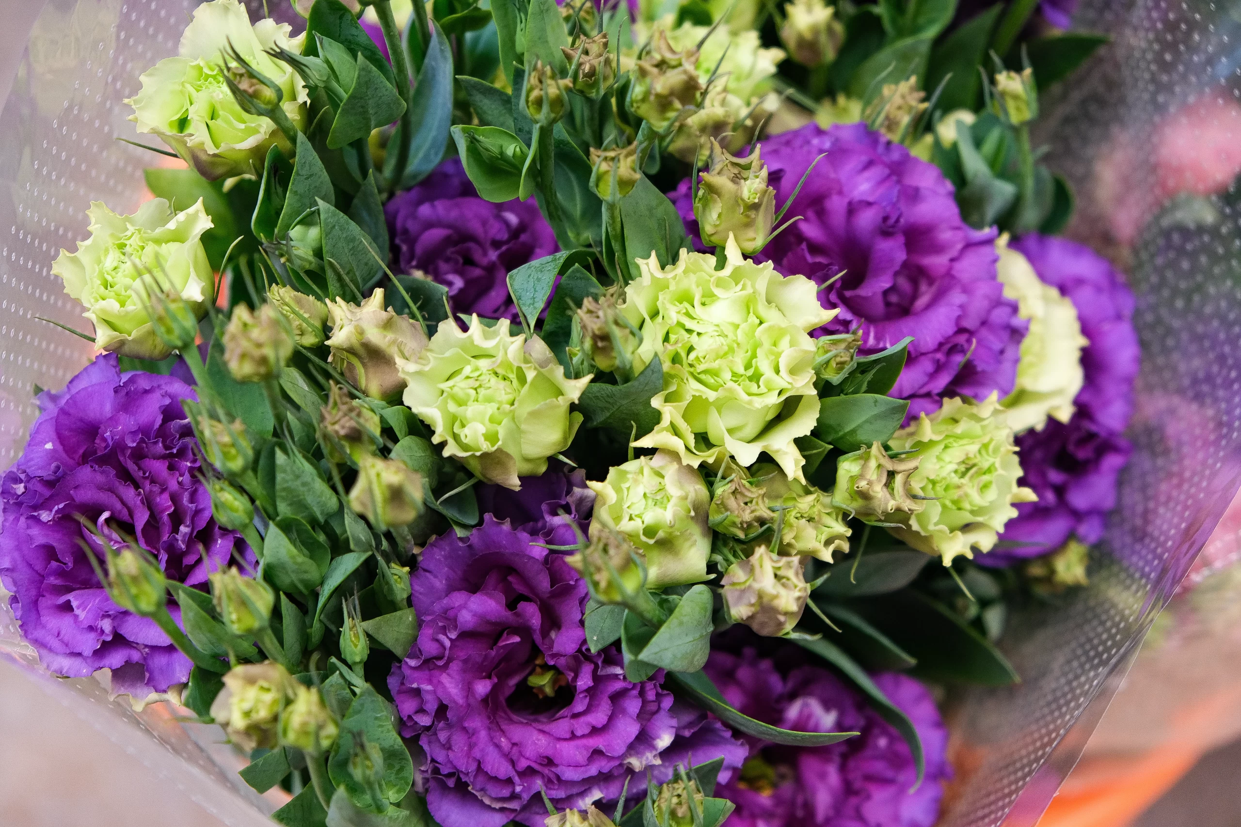 order purple lisianthus in bulk