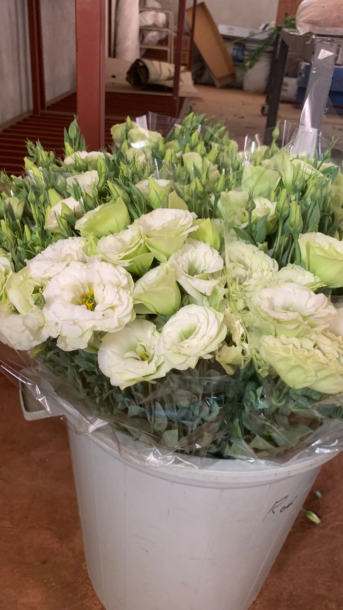 order white lisianthus flowers in bulk wholesale