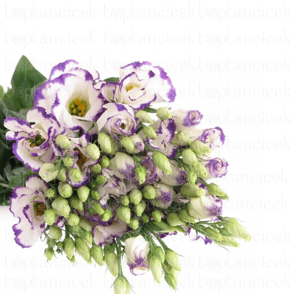 purple white fresh lisianthus in bulk