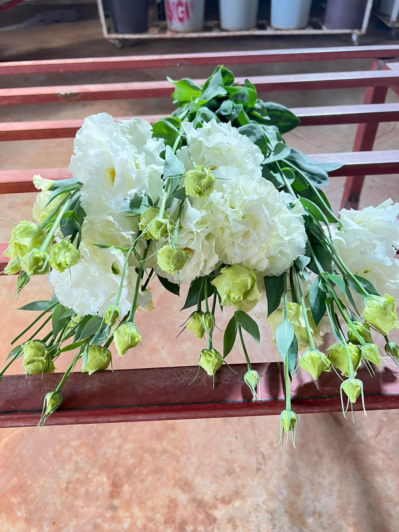 white lisianthus flowers wholesale blooms