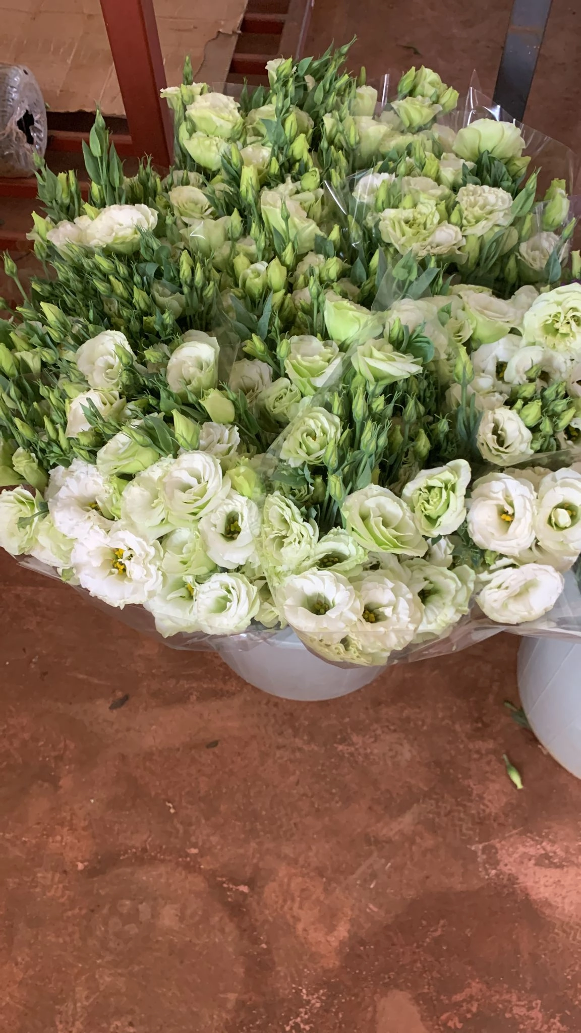 white lisianthus flowers wholesale from turkey