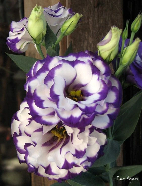 white purple lisianthus wholesale flowers