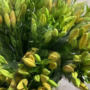 wholesale casablanca flowers fresh