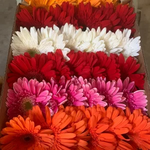 wholesale daisies gerbera turkey