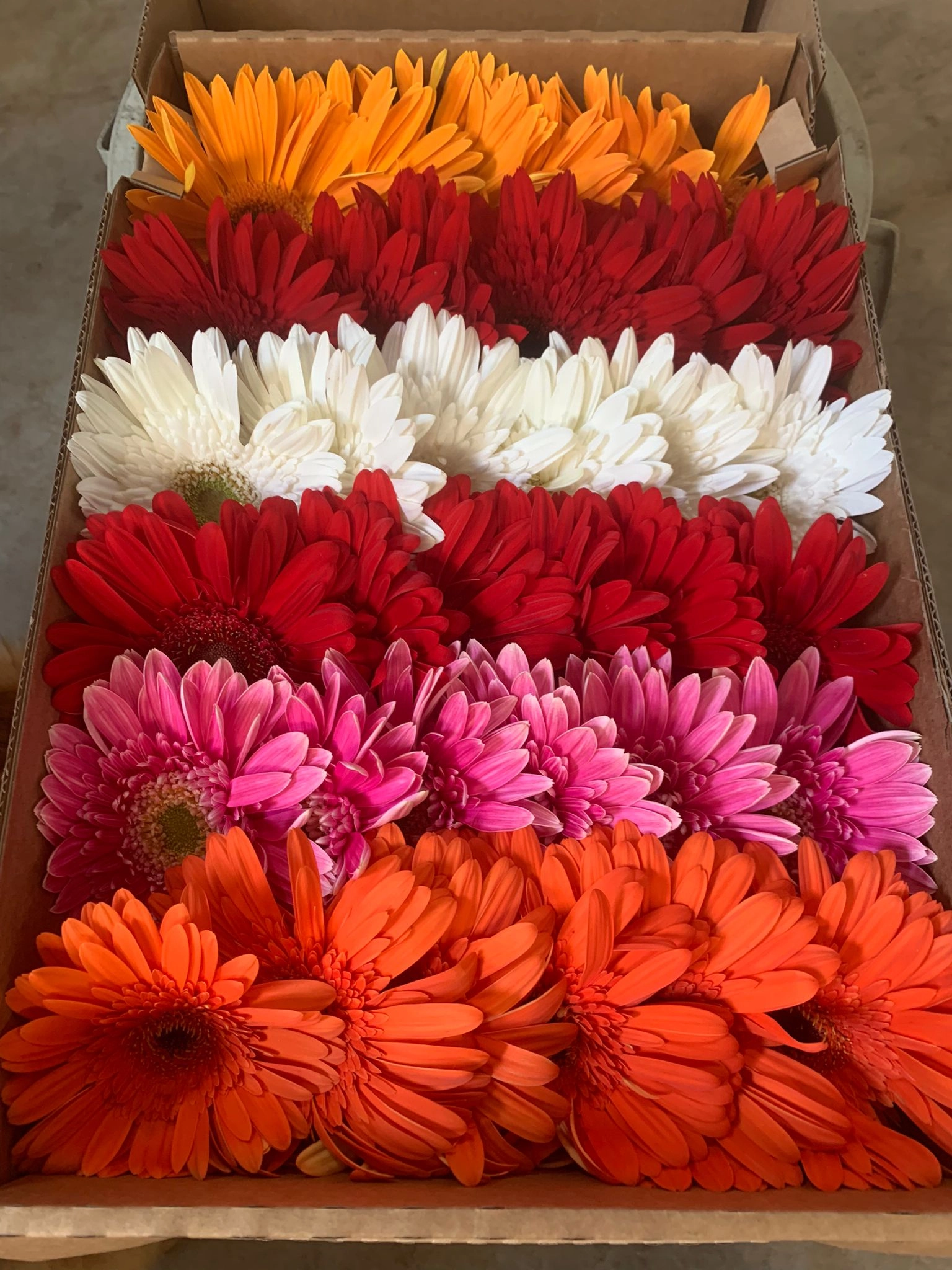 wholesale daisies gerbera turkey