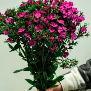 wholesale dark pink sweet william