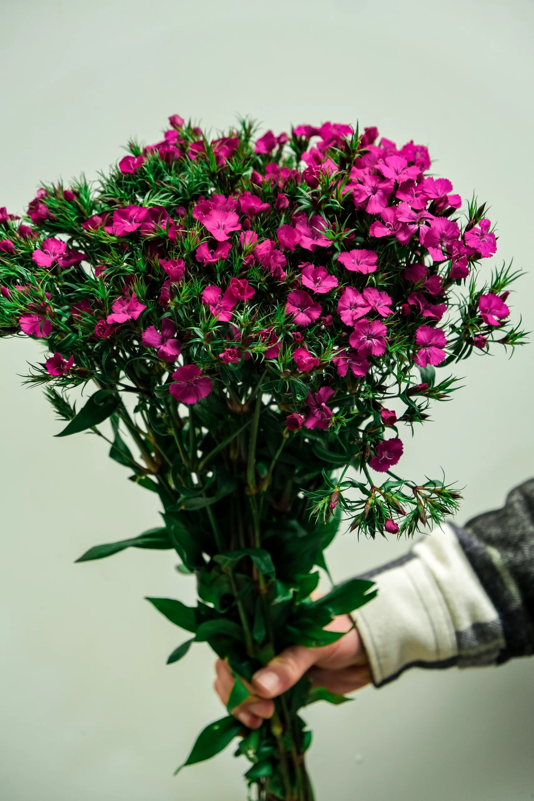 wholesale dark pink sweet william