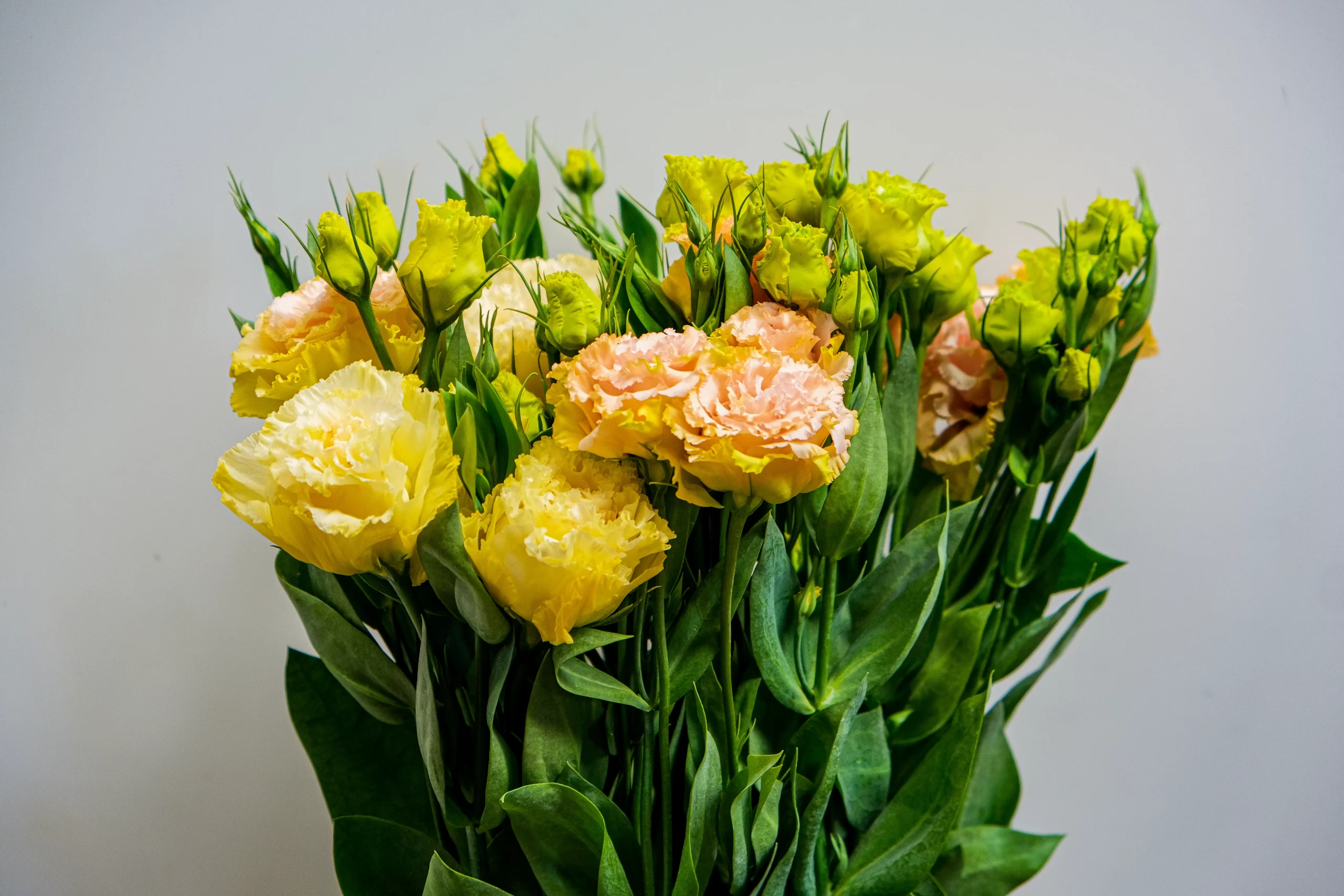 wholesale fresh apricot lisianthus