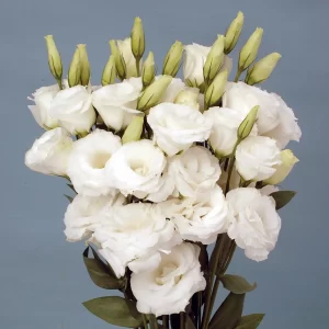 wholesale fresh cut flowers white lisianthus