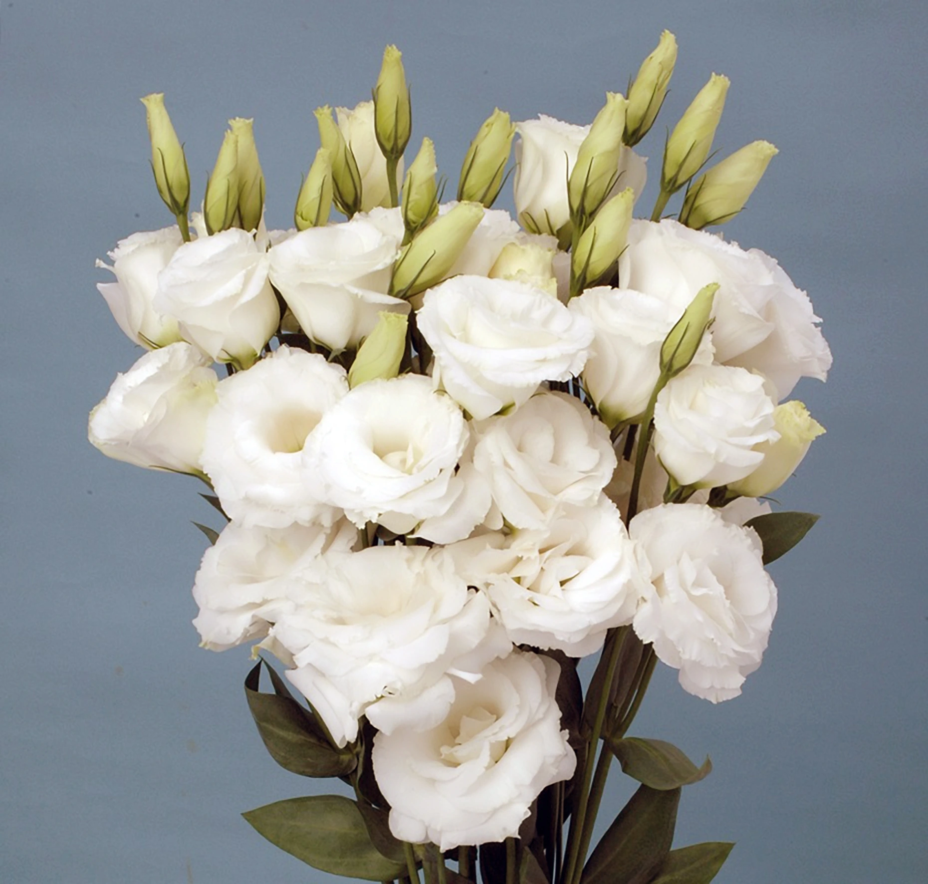 wholesale fresh cut flowers white lisianthus