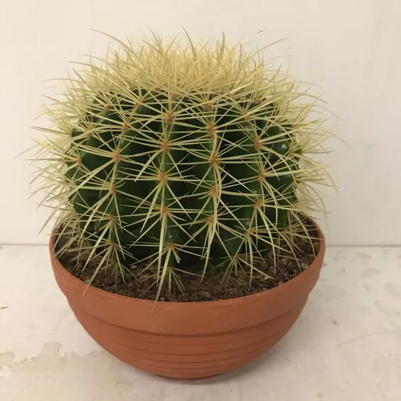 wholesale fresh flower echinocactus from turkey