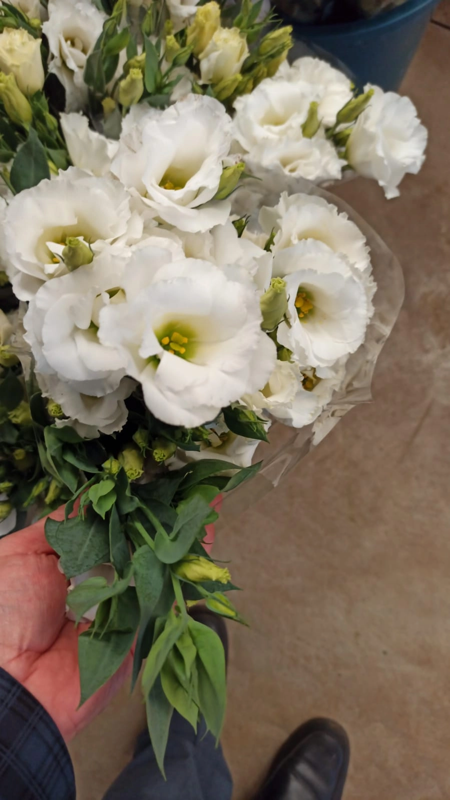 wholesale fresh lisianthus white flowers in bulk