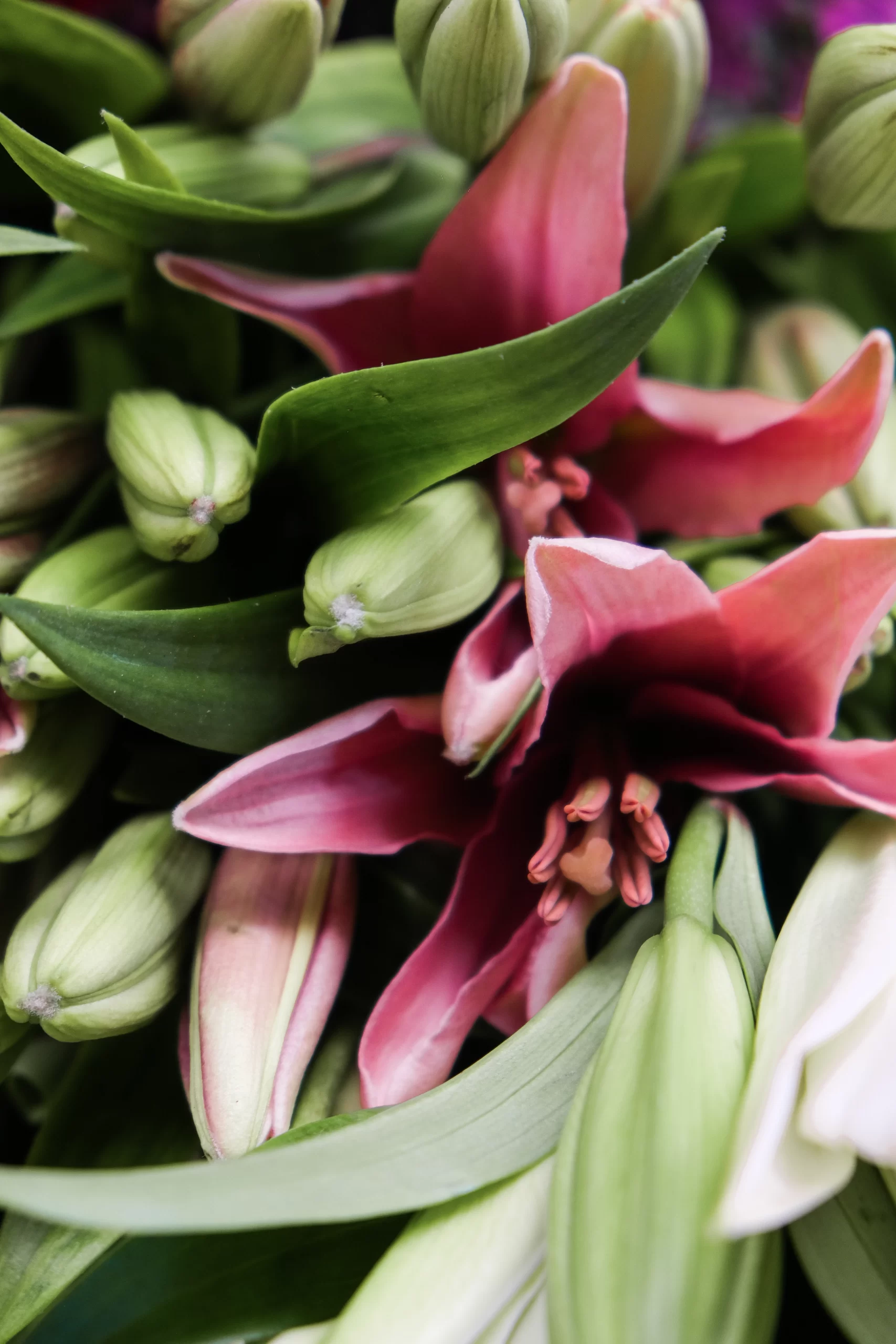 wholesale fresh pink casablanca lilies