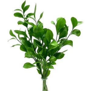 wholesale fresh ruscus flowers from turkey