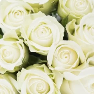 wholesale fresh white roses flowers from turkey