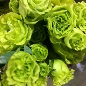 wholesale-green-lisianthus-flowers