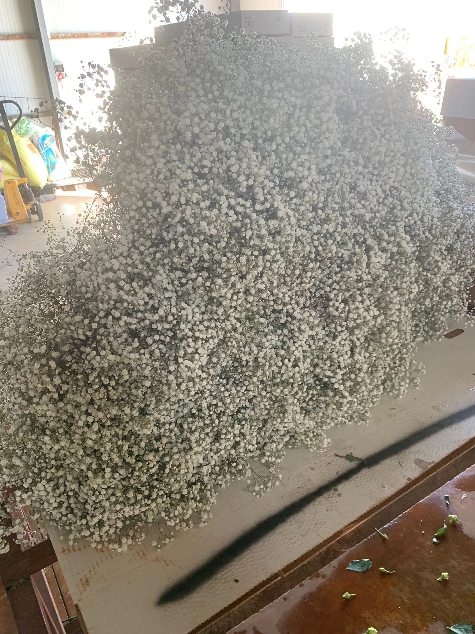 wholesale-gypsophila-flowers-from-turkey