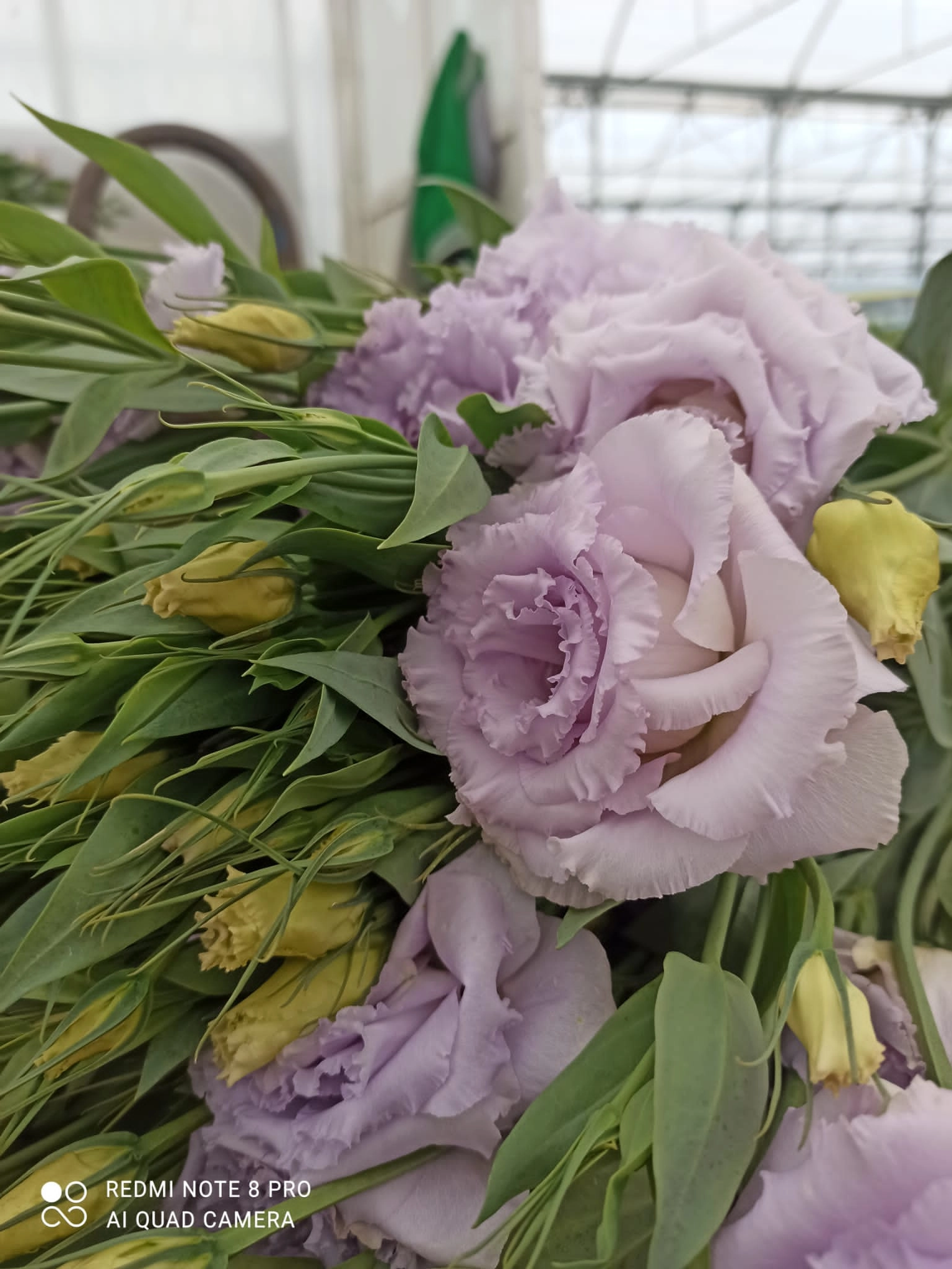 wholesale lavender lisianthus from turkey