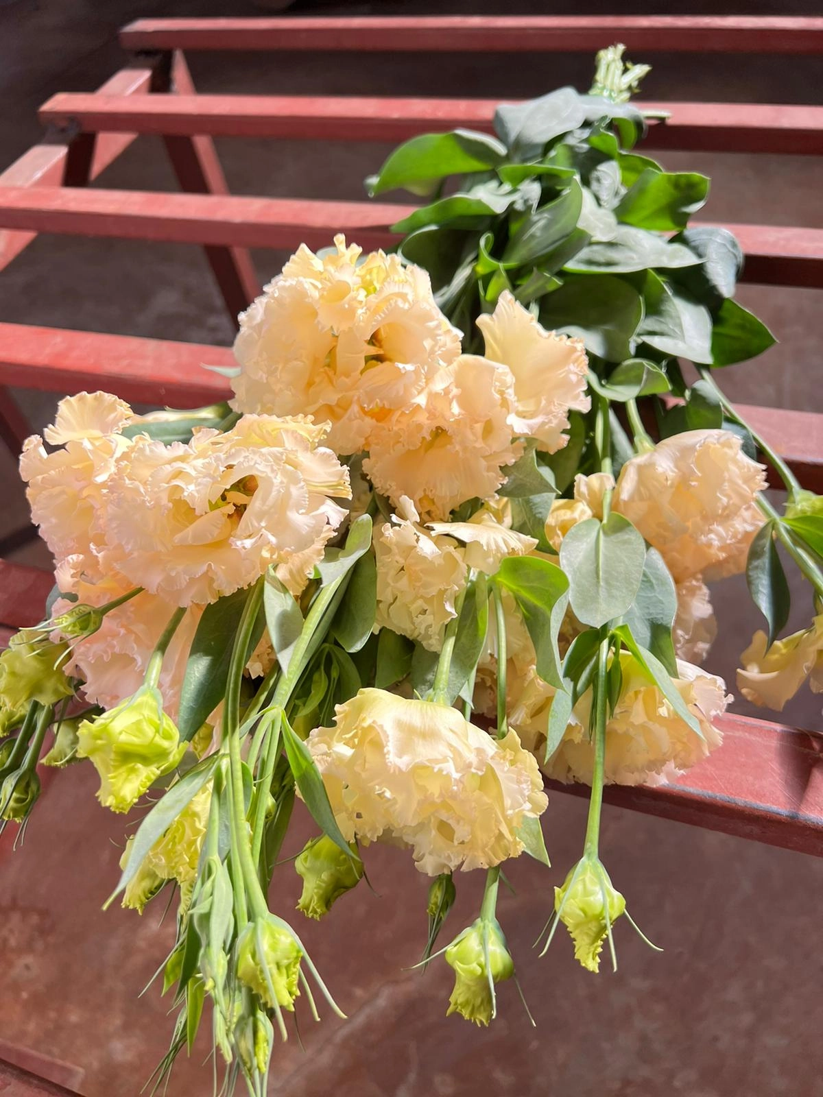 wholesale lisianthus apricot turkey