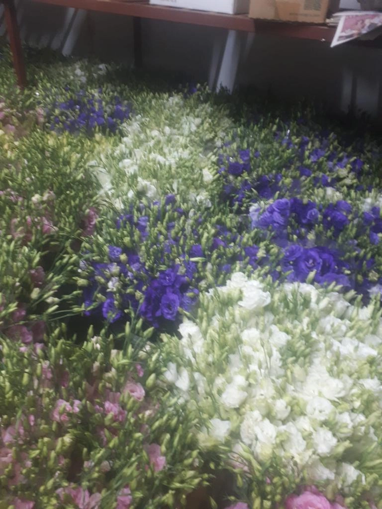 wholesale lisianthus flowers from turkey