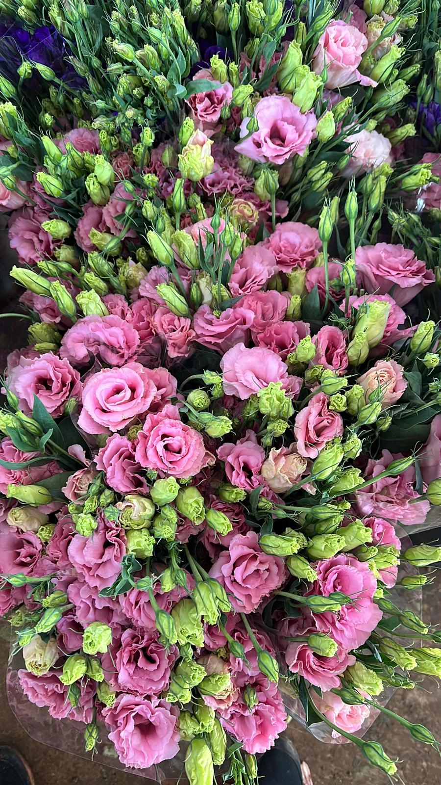 wholesale lisianthus pink flowers turkey