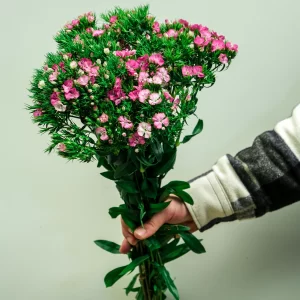 wholesale pink sweet william