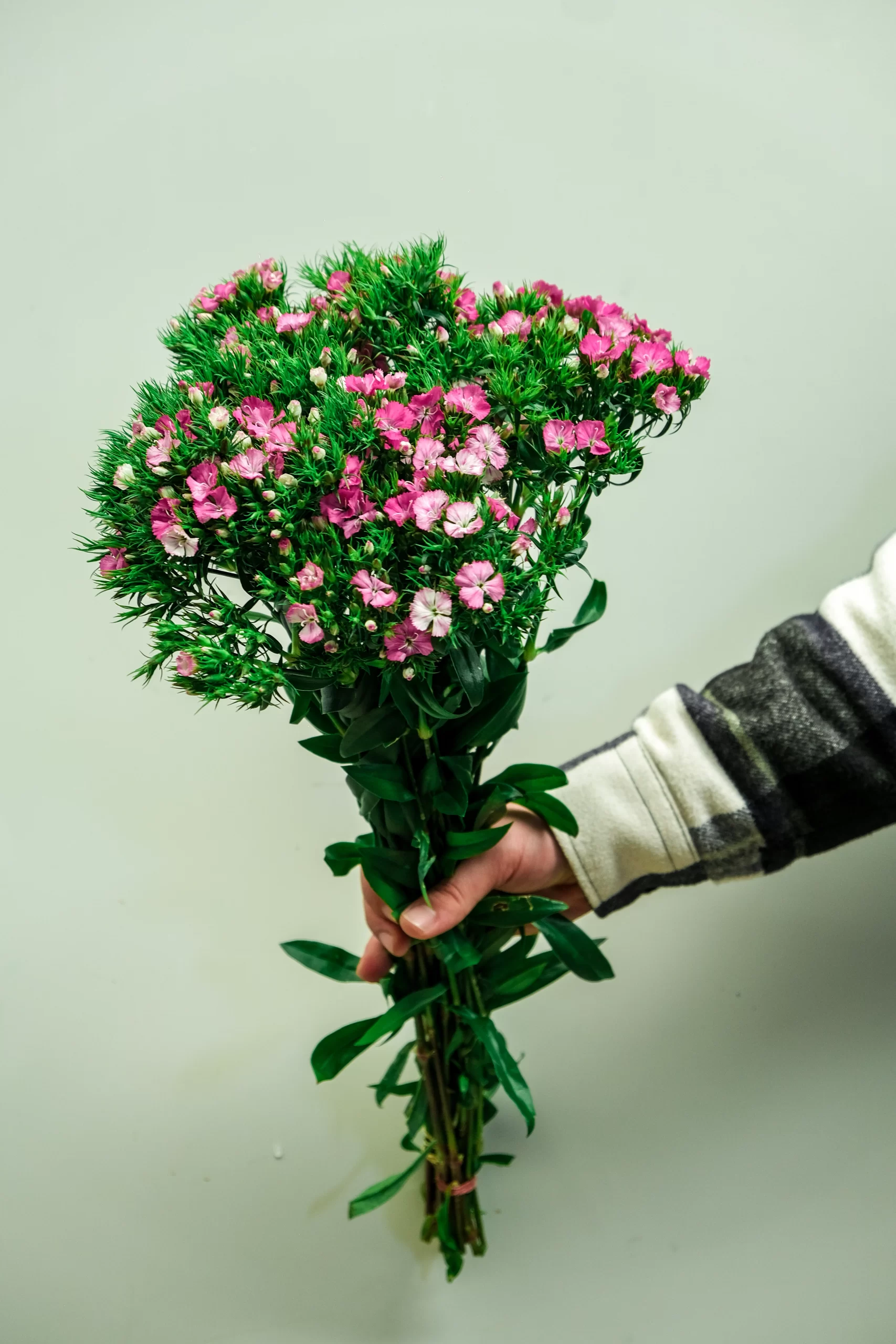 wholesale pink sweet william