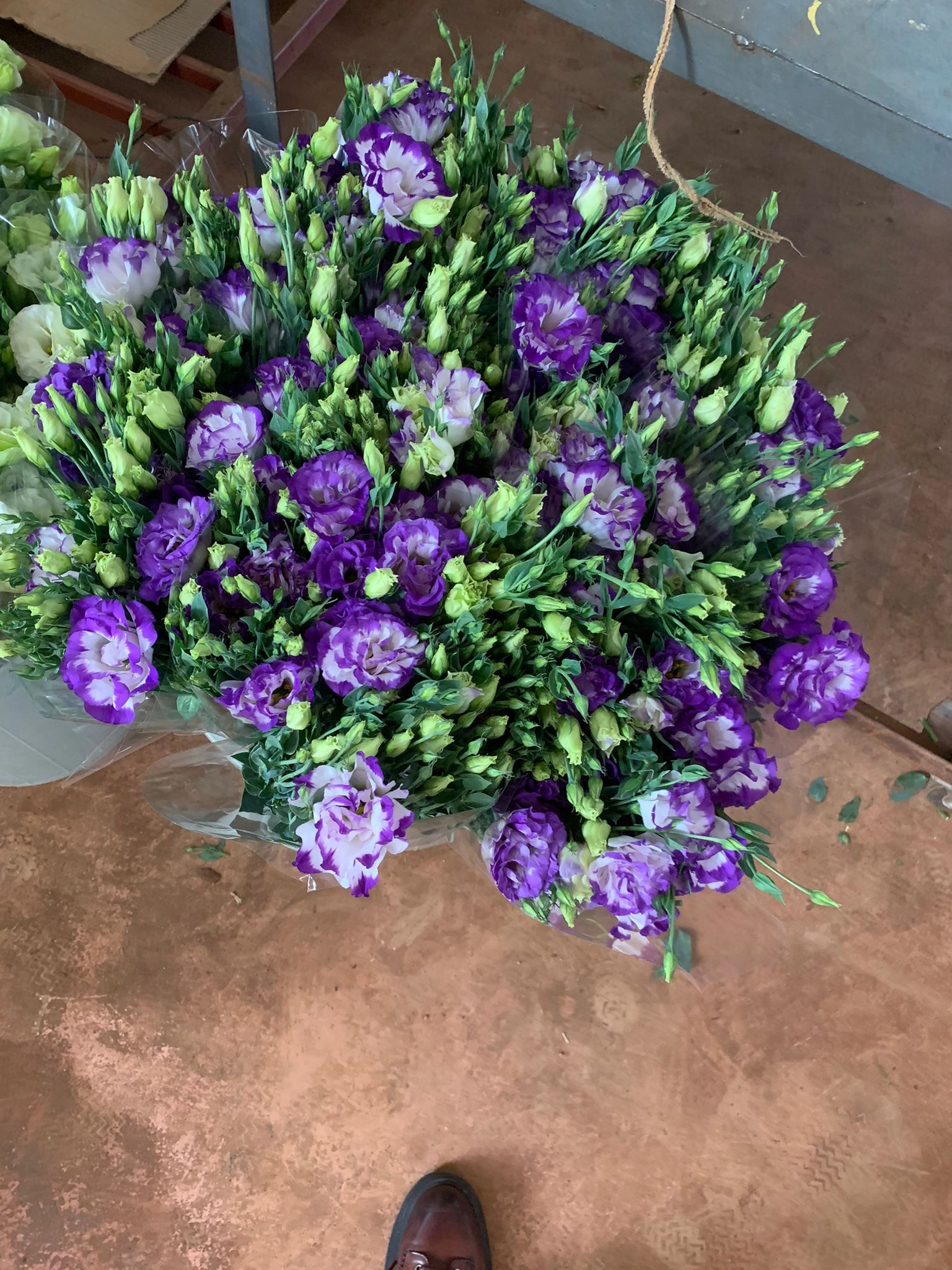 wholesale-purple-white-lisianthus-flower