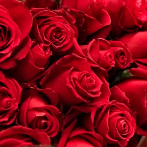 wholesale red roses from turkey in bulk