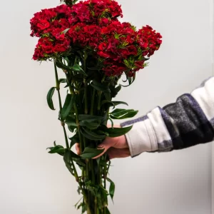 wholesale red sweet william flowers