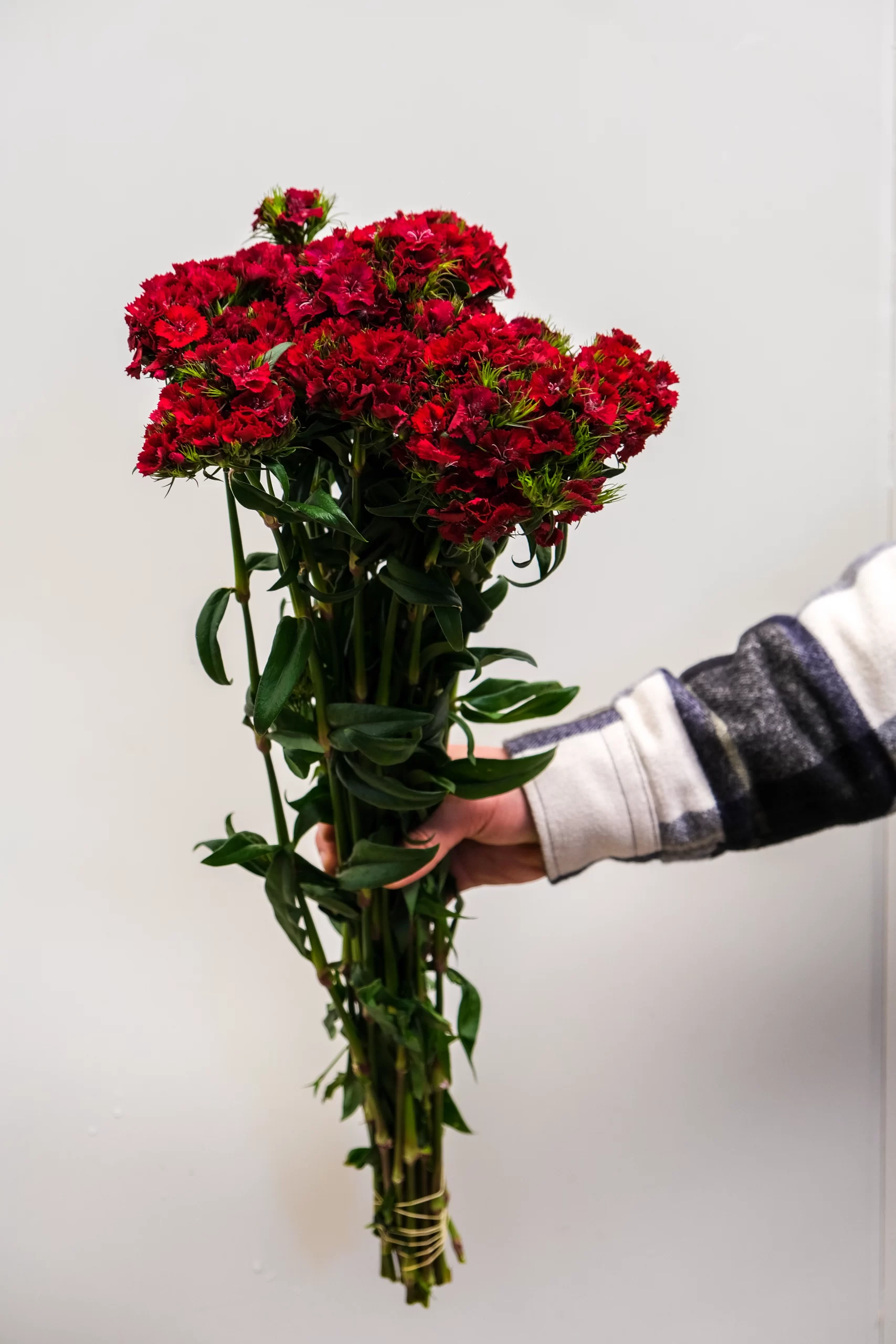 wholesale red sweet william flowers