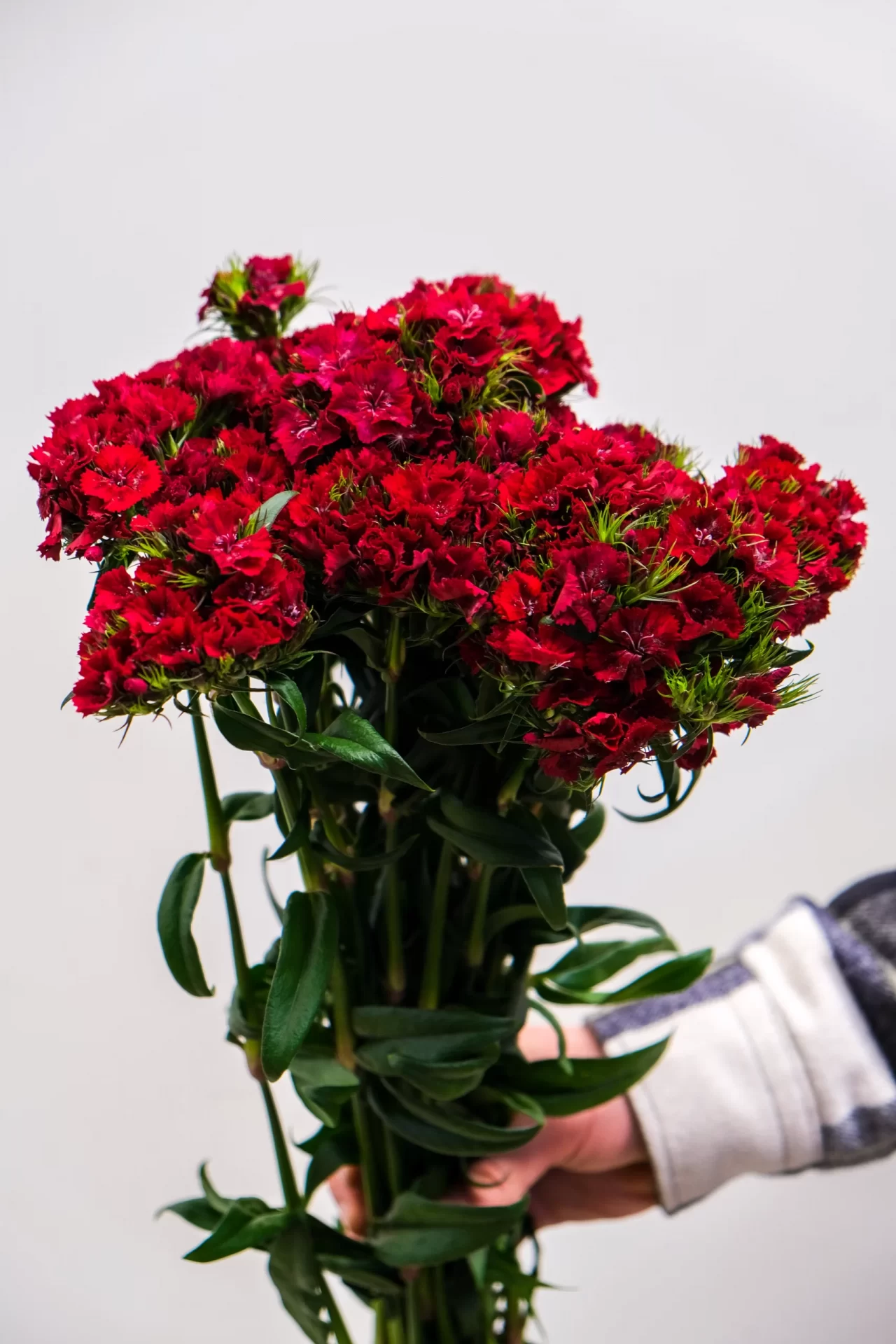 wholesale sweet red william flowers from turkey