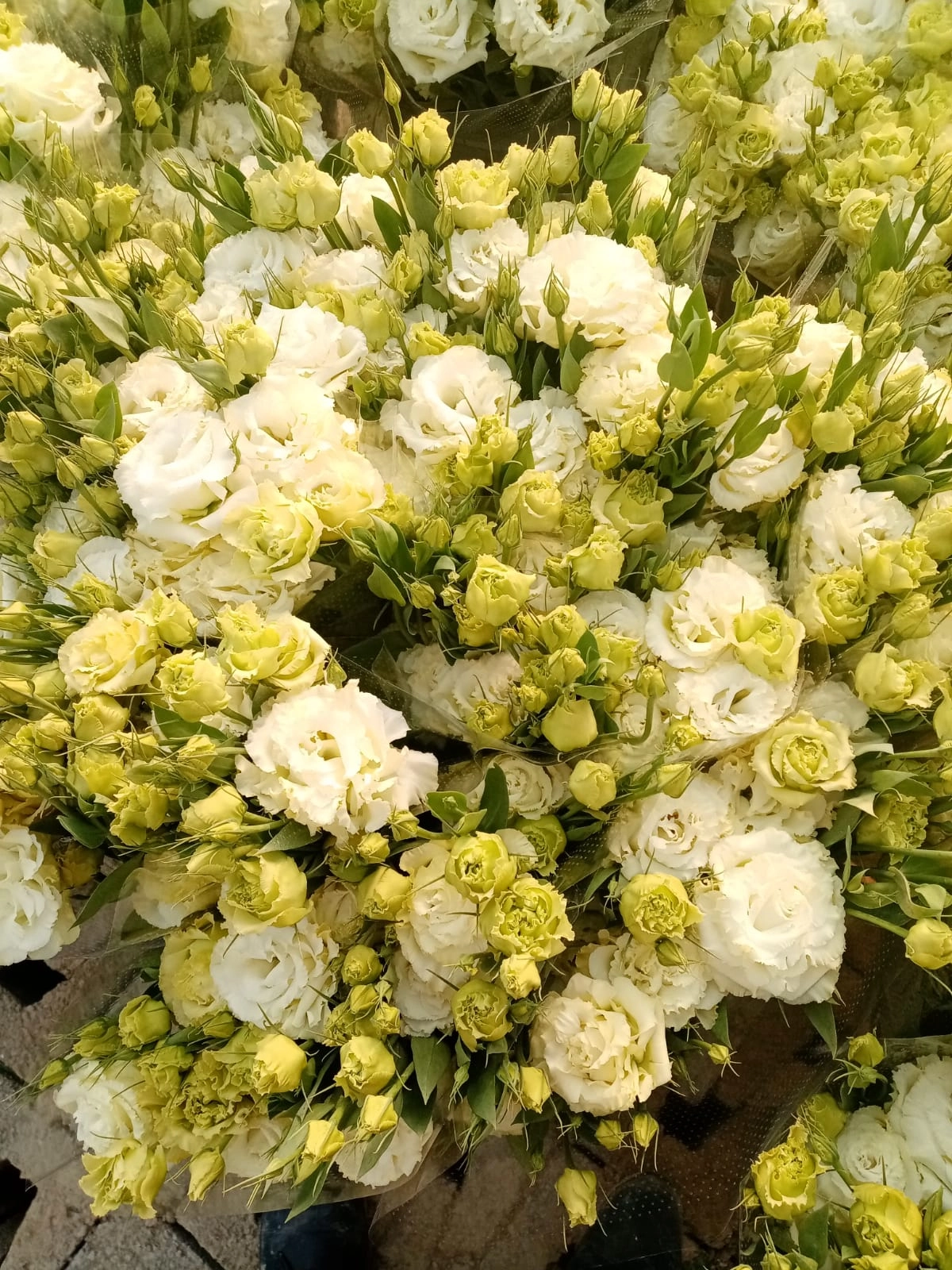 wholesale white lisianthus from turkey