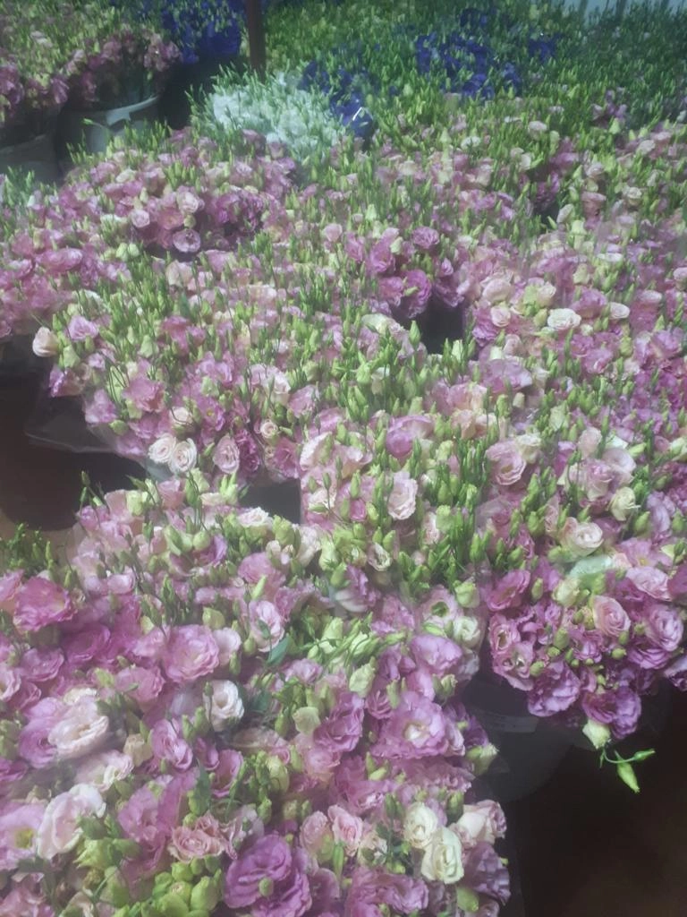 wholesale-white-purple-lisianthus-flower