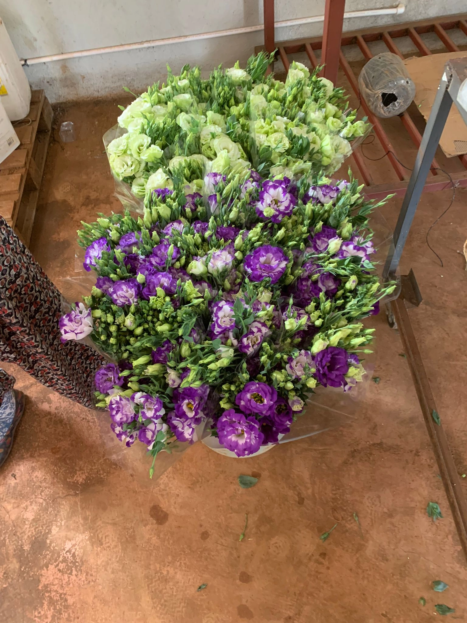 wholesale-white-purple-lisianthus-flowers-from-turkey