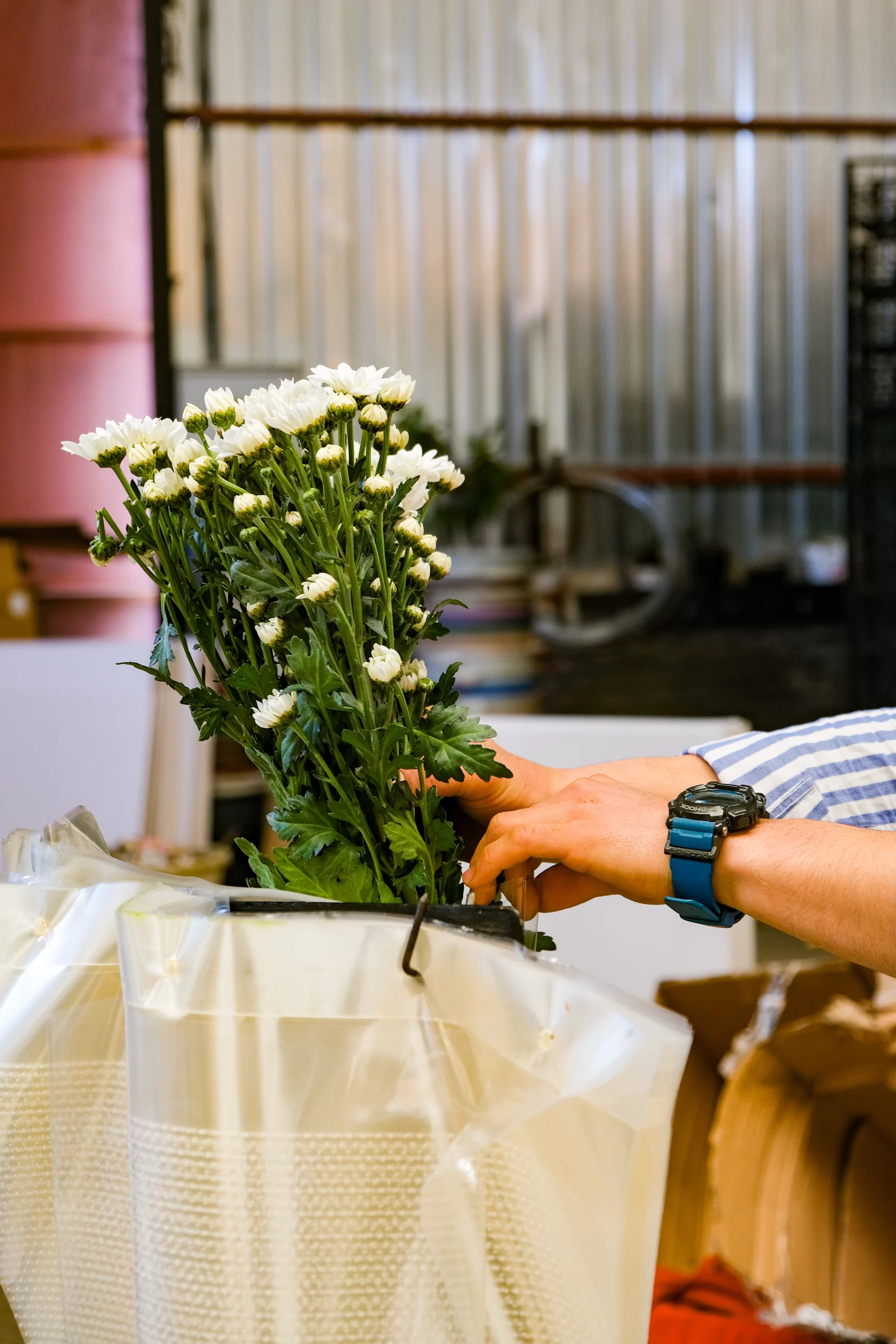 bulk fresh chrysanthemum flowers