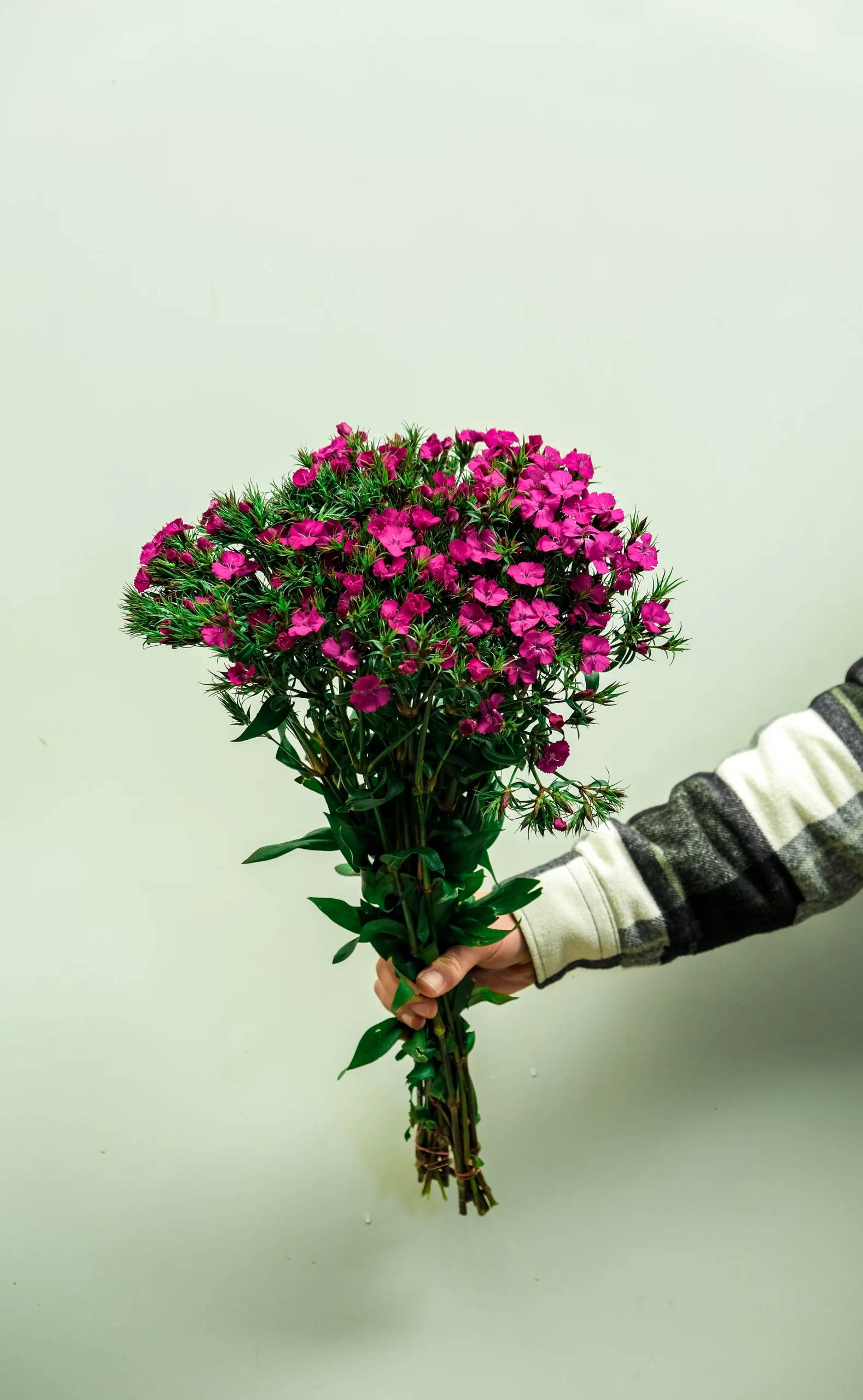 dark pink sweet william flowers