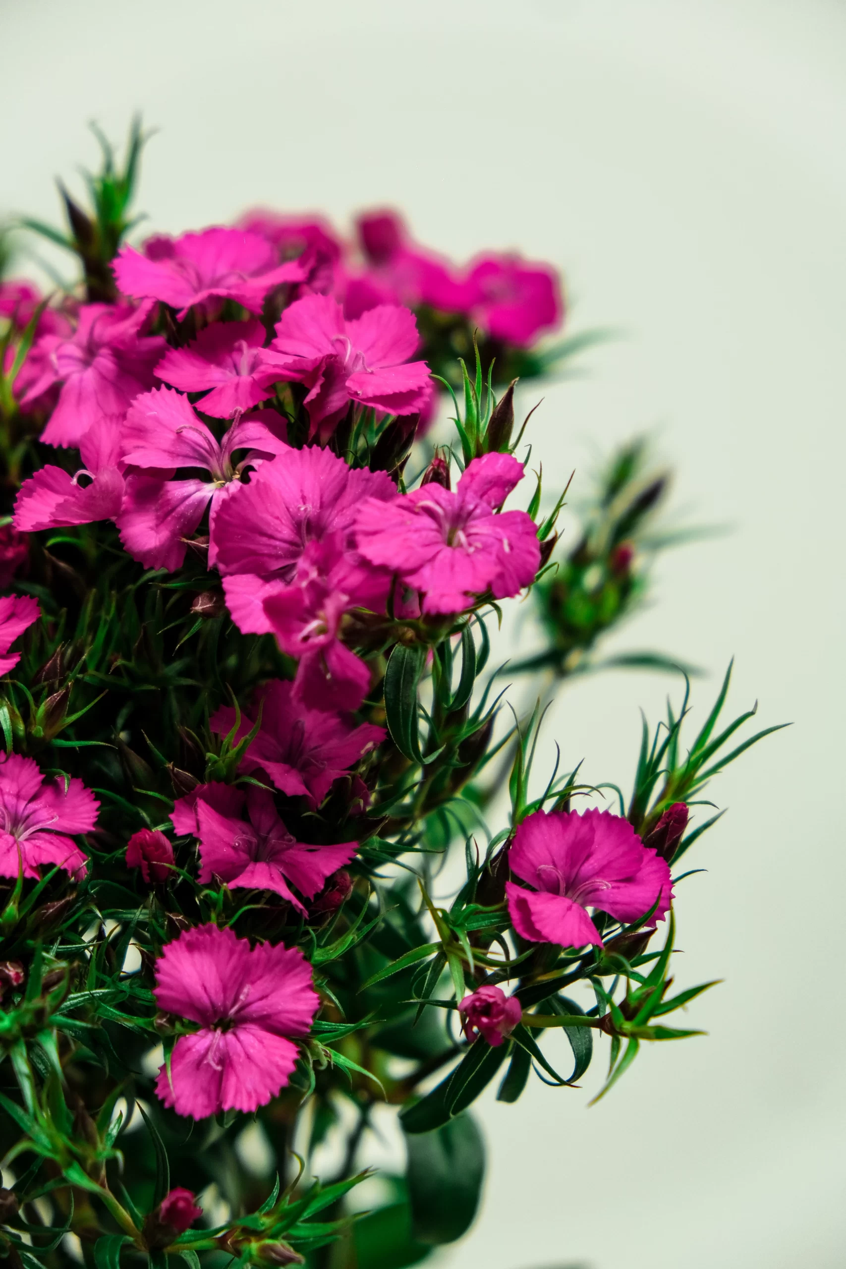 dark pink sweet william. flower turkey