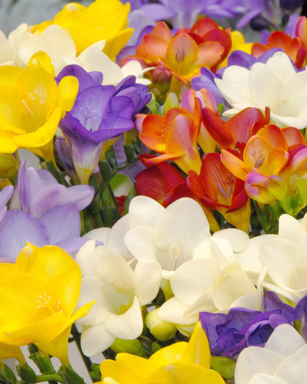 fresh cut flowers wholesale freesia