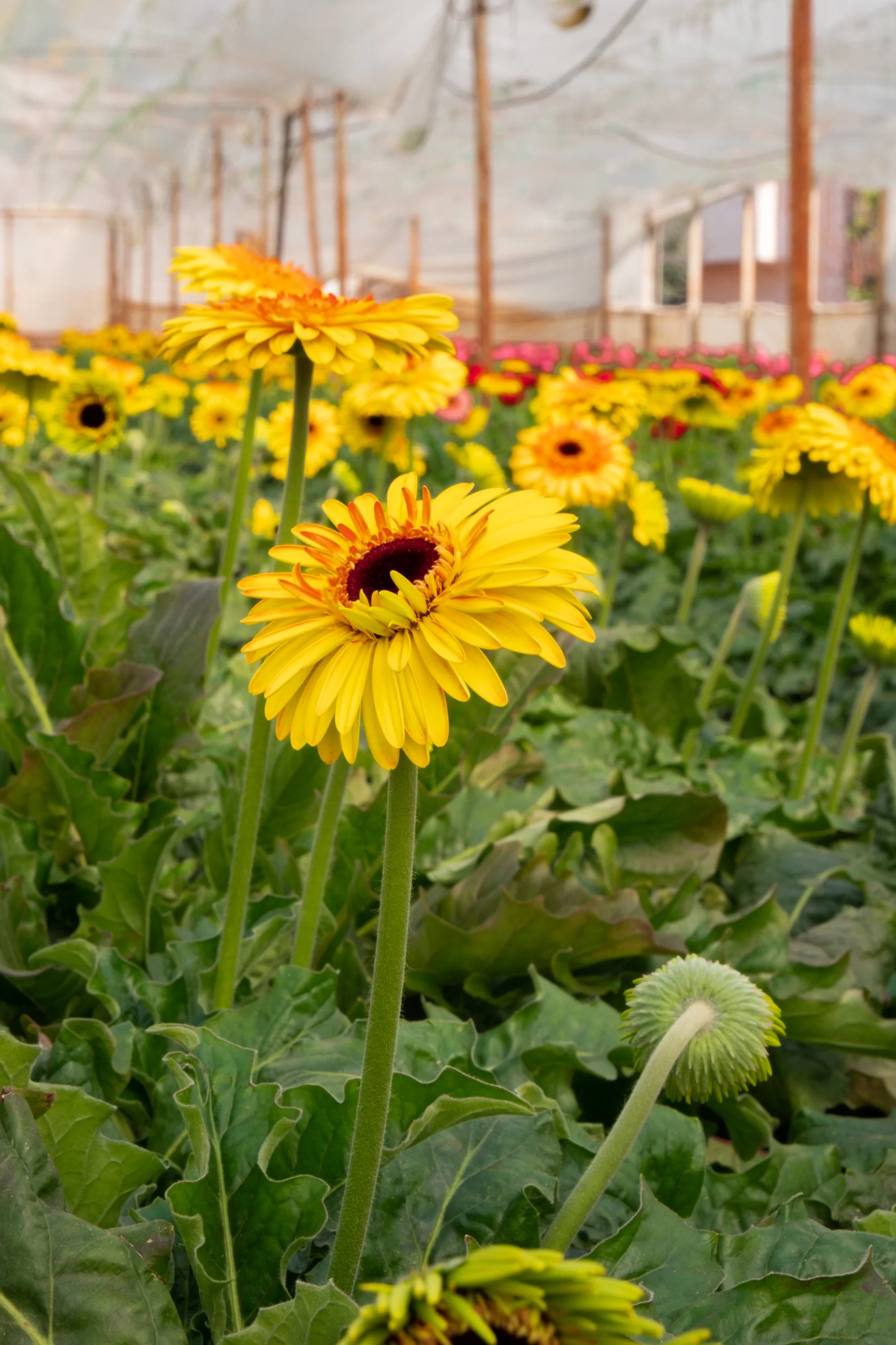 fresh cut yellow sunflowers helianthus from turkey