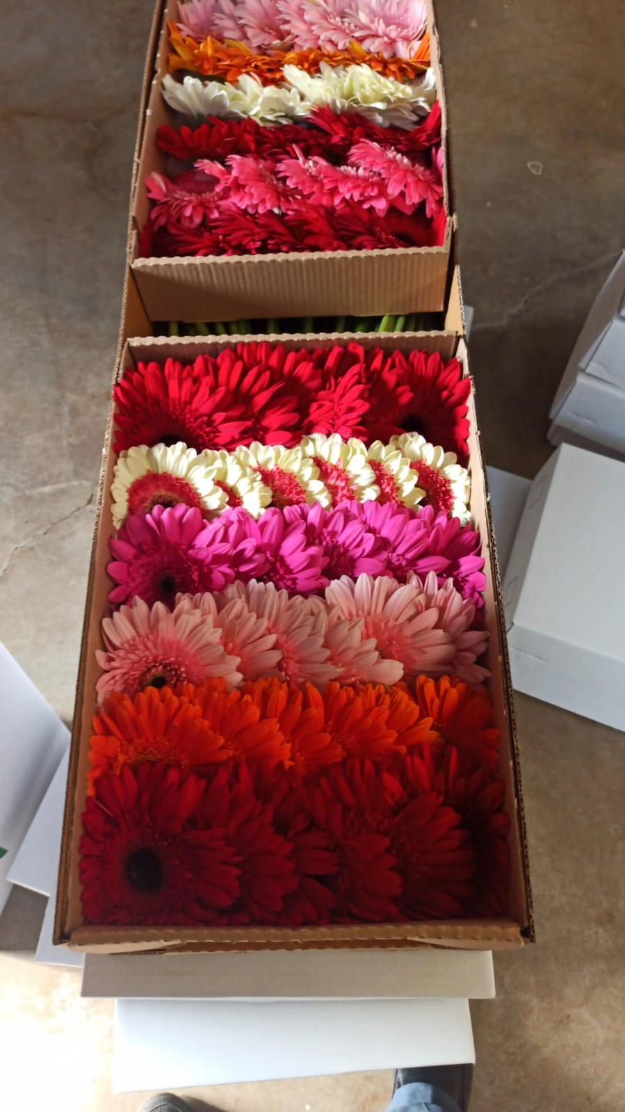 fresh gerbera daisy flowers in bulk