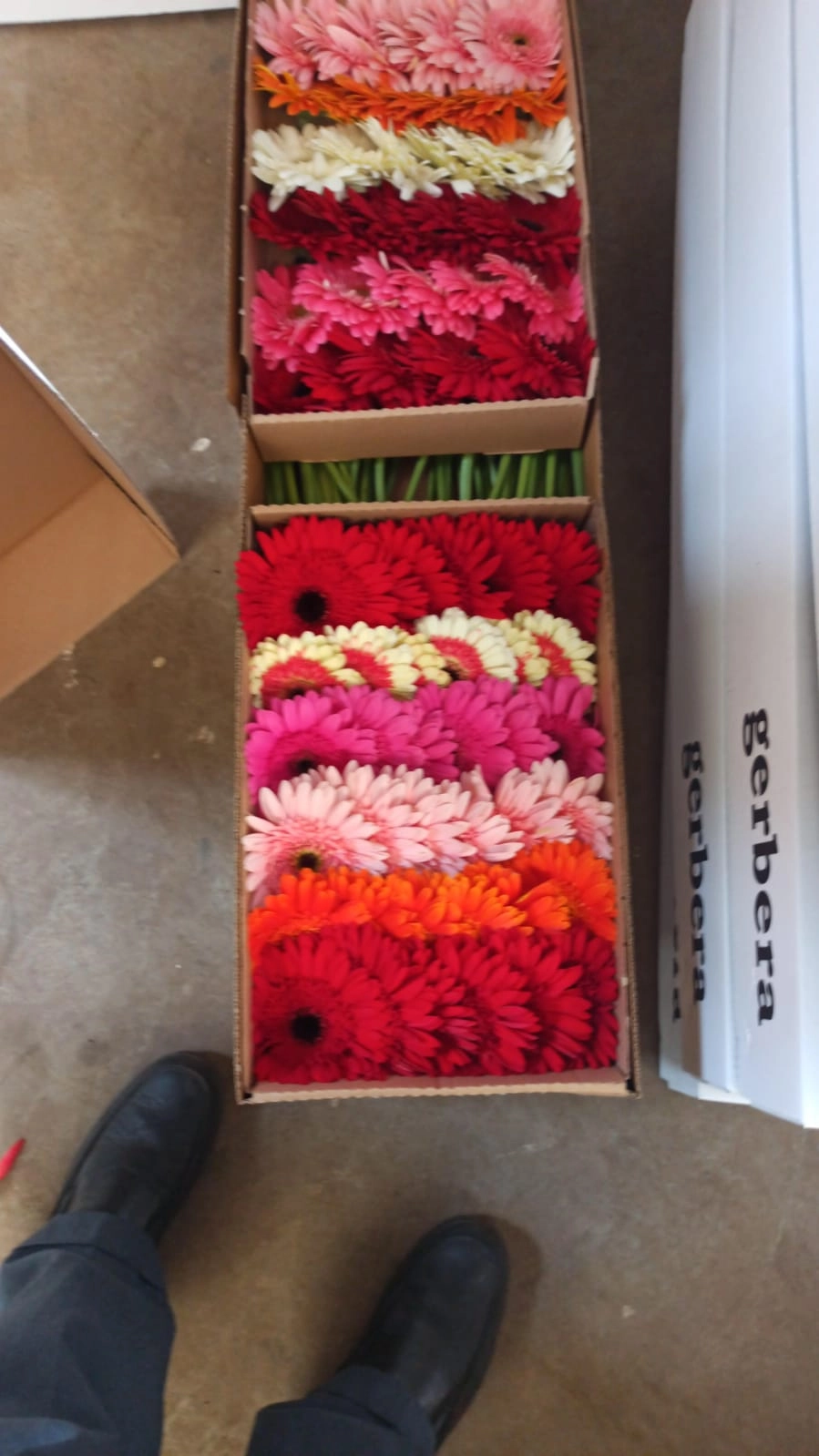 fresh gerbera daisy flowers wholesale