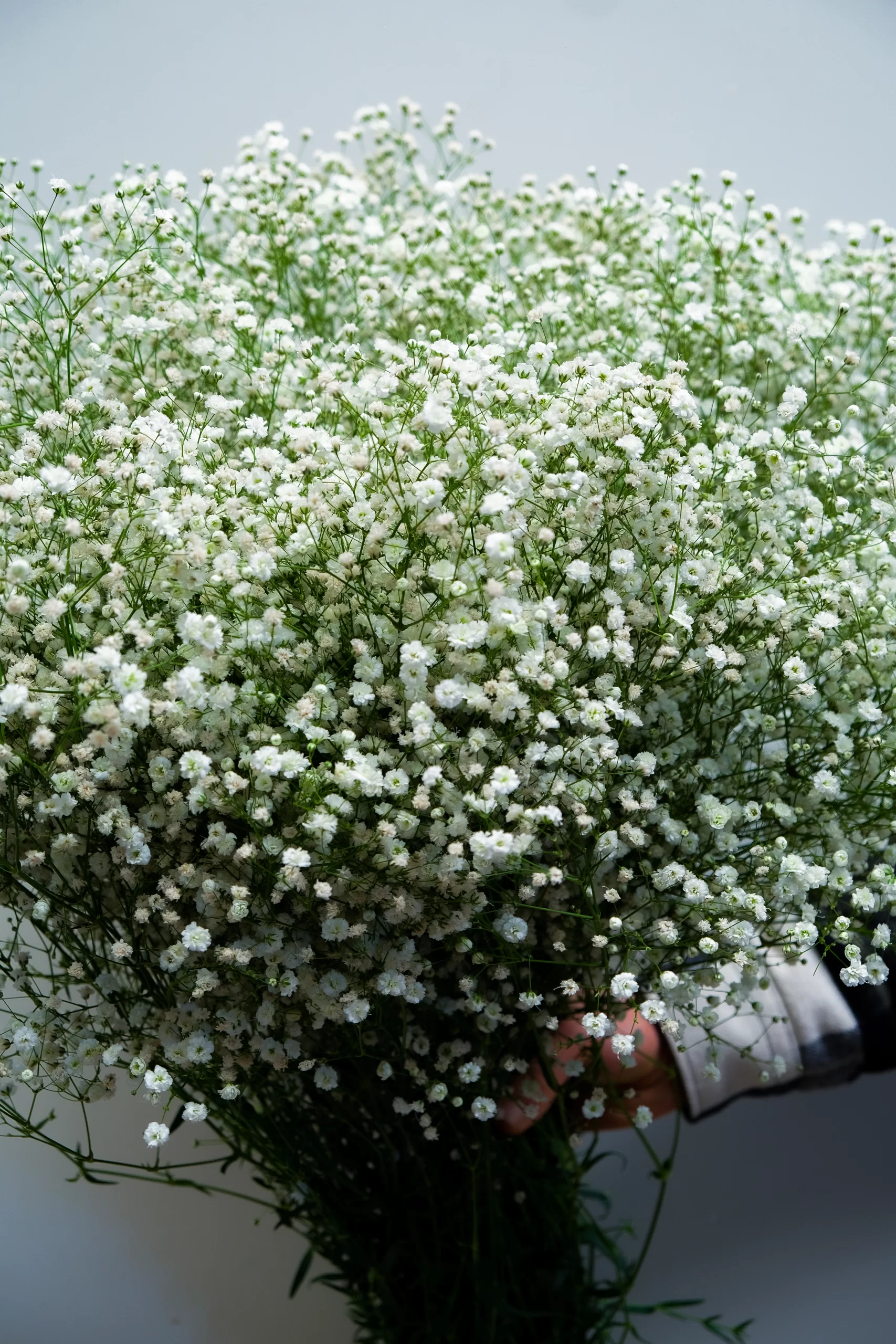 fresh gypsophila fresh flowers