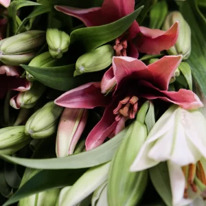 fresh pink casablanca lilies wholesale