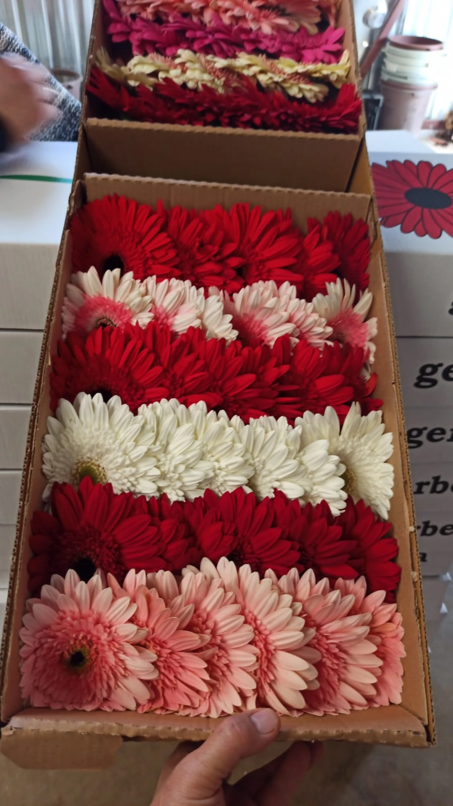 fresh wholesale gerbera daisies