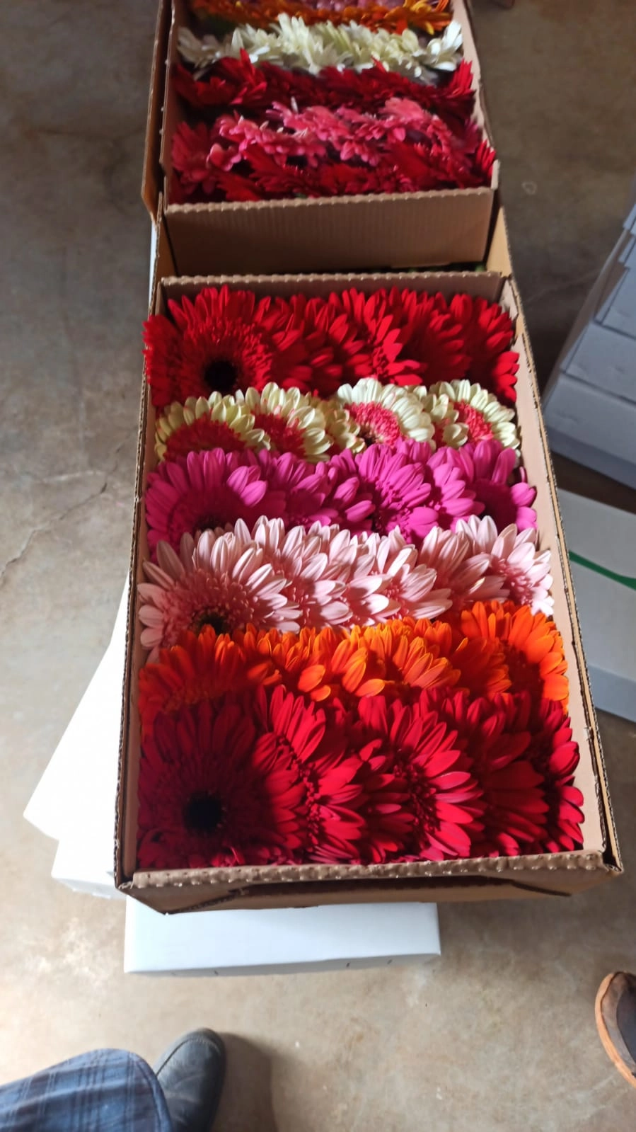 fresh wholesale gerbera daisy flower