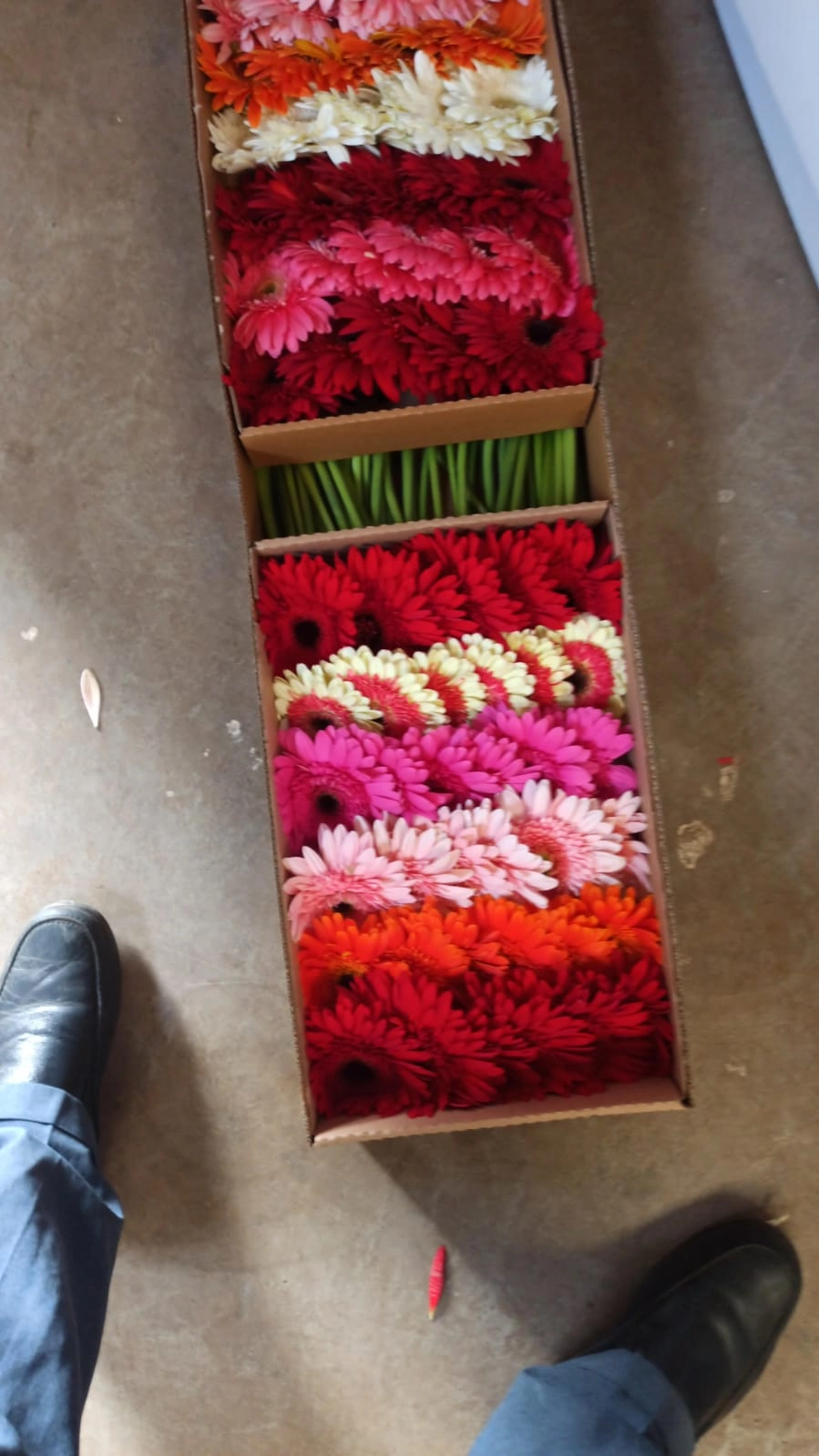 fresh wholesale gerbera daisy flowers